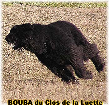 le bouvier des flandres et les oies - Elevage du CLOS DE LA LUETTE - COPYRIGHT DEPOSE